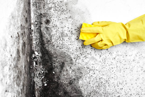 Best Black Mold Removal  in South San Jose Hills, CA
