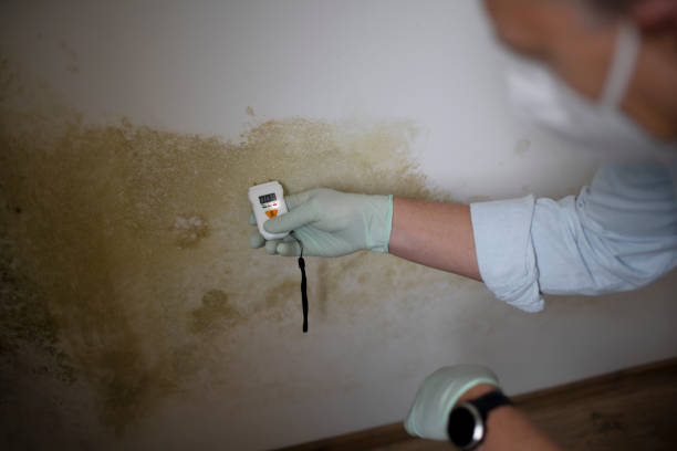 Best Attic Mold Removal  in South San Jose Hills, CA