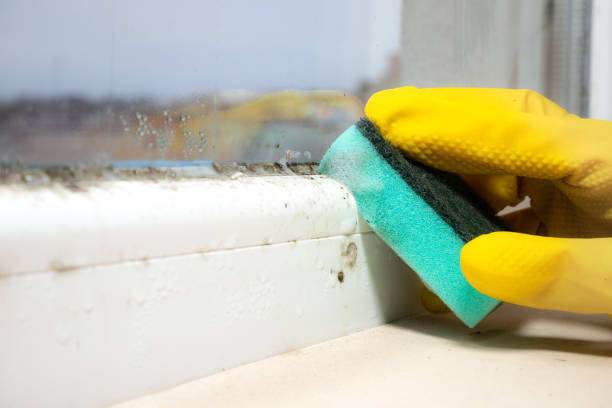 Mold Removal and Inspection in South San Jose Hills, CA