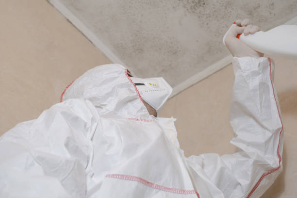 Best Best Mold Removal Companies  in South San Jose Hills, CA