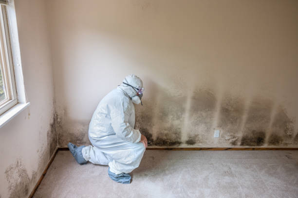 Best Mold Removal Near Me  in South San Jose Hills, CA