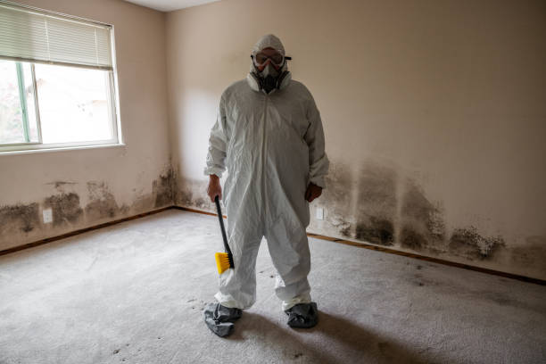 Best Mold Remediation  in South San Jose Hills, CA