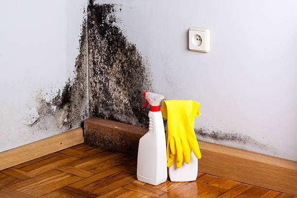 South San Jose Hills, CA Mold Removal Company